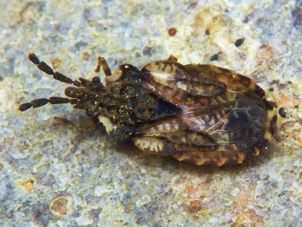 Aradus depressus (Fabricius, 1794)